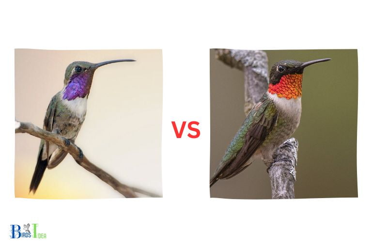 Comparing Black Chinned and Ruby Throated Hummingbirds