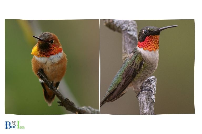 Comparison between Rufous Hummingbird and Ruby Throated Hummingbird