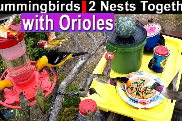 Competition Between Hummingbirds and Orioles For The Same Food Source