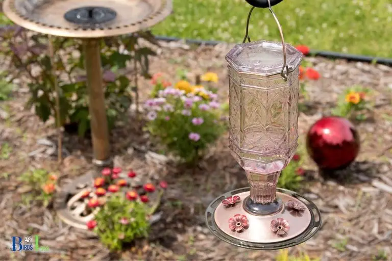 Creating a Hummingbird Friendly Backyard in Pennsylvania