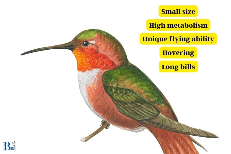 Definition and Characteristics of Hummingbirds