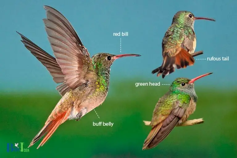 Difference between Hummingbird Species