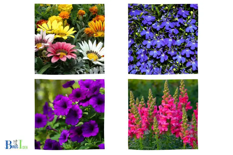 Different Types of Annuals That Attract Hummingbirds