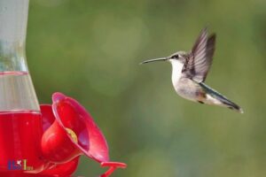 DIY Hummingbird Protein Feeder: Household!