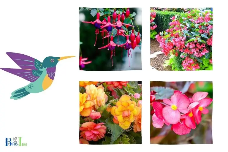 Do Different Types of Begonias Offer Different Benefits to Hummingbirds