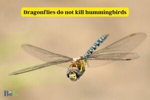 Do Dragonflies Kill Hummingbirds: No, Explore!