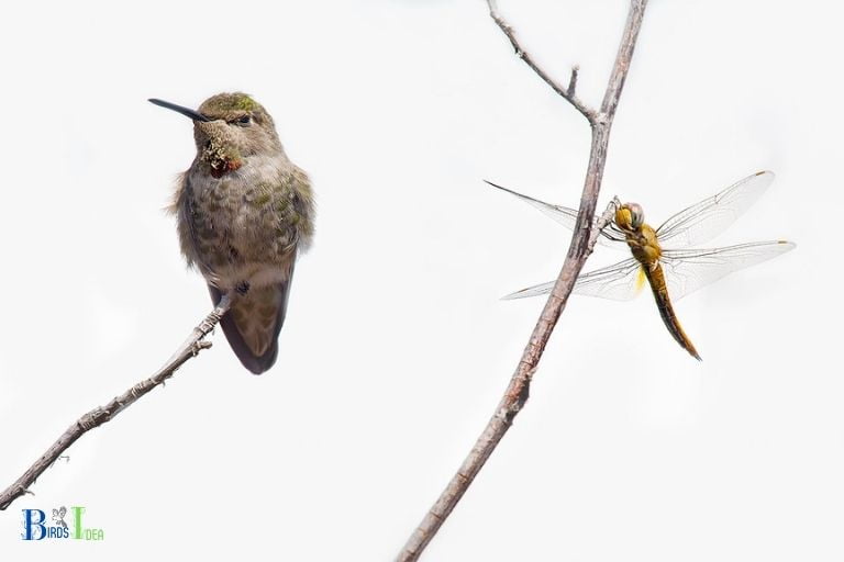 Do Dragonflies and Hummingbirds Compete for Resources