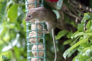 Do Hummingbird Feeders Attract Rats: Yes, 6 Factors!