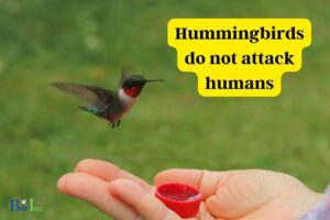 Do Hummingbirds Attack Humans: No, 4 Reasons!