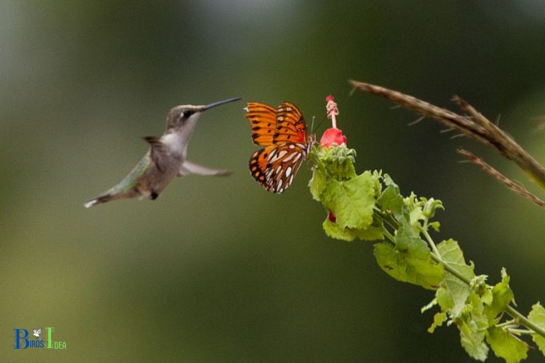 Do Hummingbirds Eat Butterflies