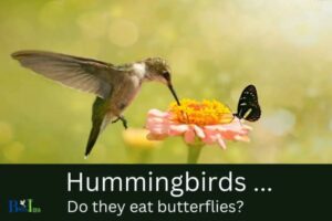 Do Hummingbirds Eat Butterflies: No, 5 Factors!