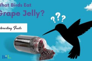 Do Hummingbirds Eat Grape Jelly: Yes, Explore!