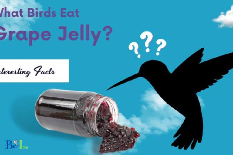 Do Hummingbirds Eat Grape Jelly