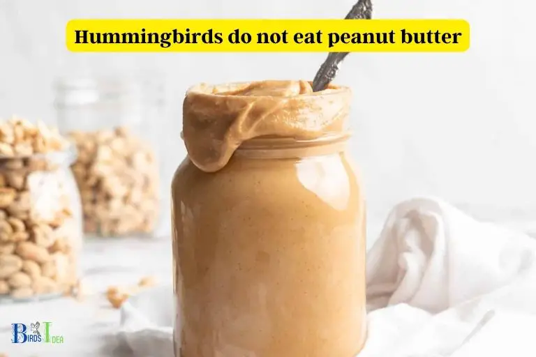 Do Hummingbirds Eat Peanut Butter