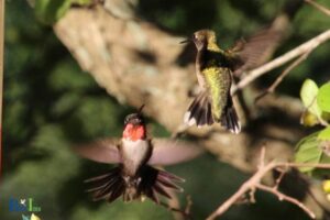 Do Hummingbirds Fight to the Death? No, Explore!