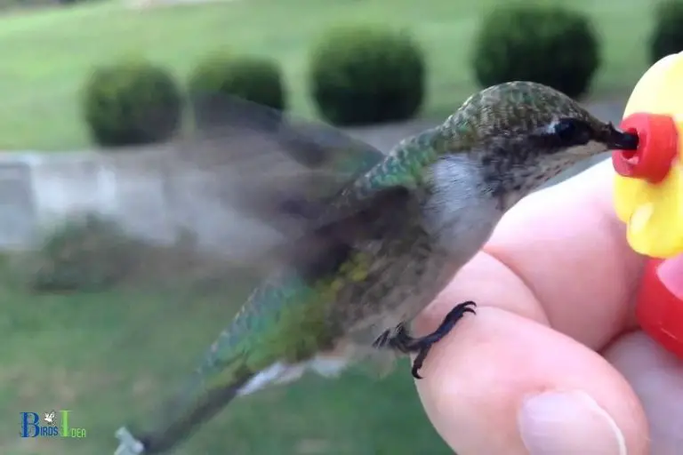 Do Hummingbirds Generally Avoid Contact With Humans