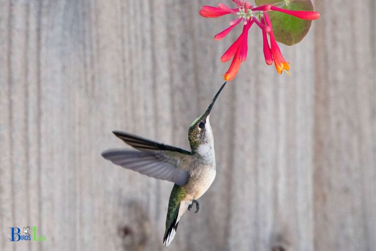 Do Hummingbirds Know Who Feeds Them