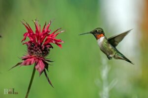 Do Hummingbirds Like Bee Balm? Yes!