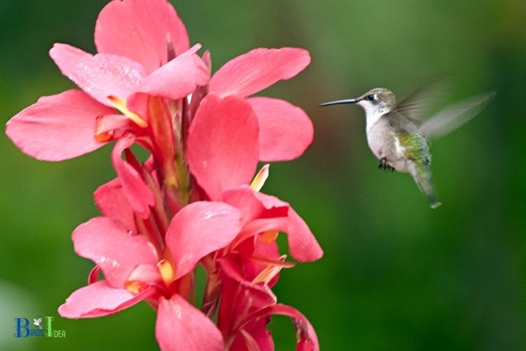 Do Hummingbirds Like Canna Lilies