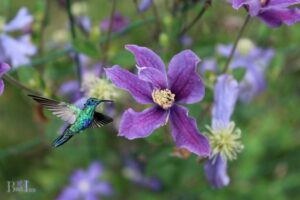 Do Hummingbirds Like Clematis: Yes, Explore!