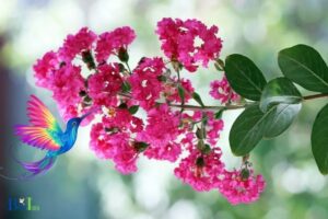 Do Hummingbirds Like Crepe Myrtle: Yes, Explain!