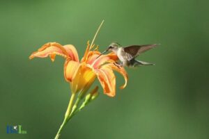 Do Hummingbirds Like Daylilies: Yes, Explain!