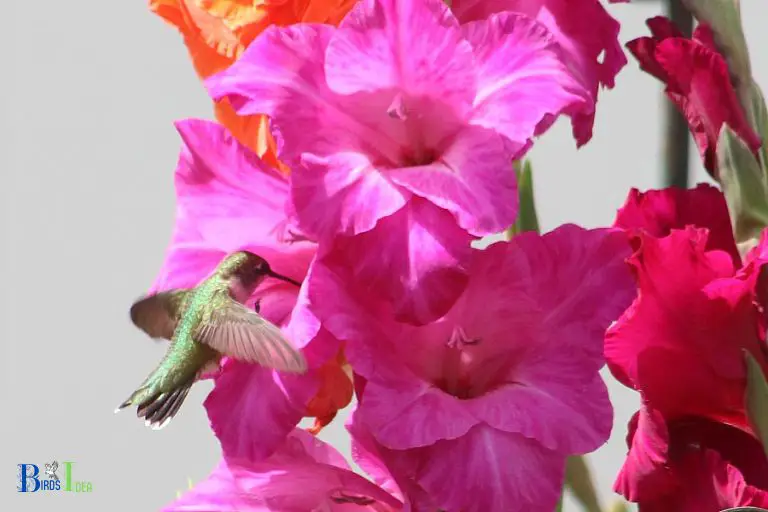 Do Hummingbirds Like Gladiolus