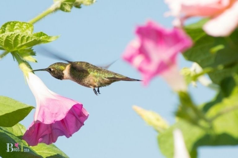 Do Hummingbirds Like Morning Glories