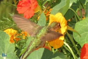 Do Hummingbirds Like Nasturtiums? Yes, 7 Species!