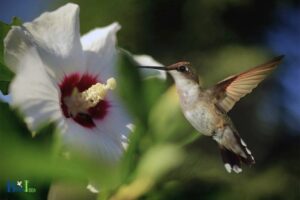 Do Hummingbirds Like Rose of Sharon: Yes, 5 Factors!