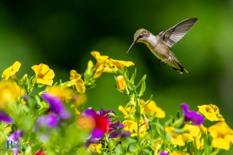 Do Hummingbirds Use Their Sense of Smell to Find Food