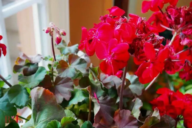 Does Geranium Nectar Offer an Extra Boost of Energy to Hummingbirds
