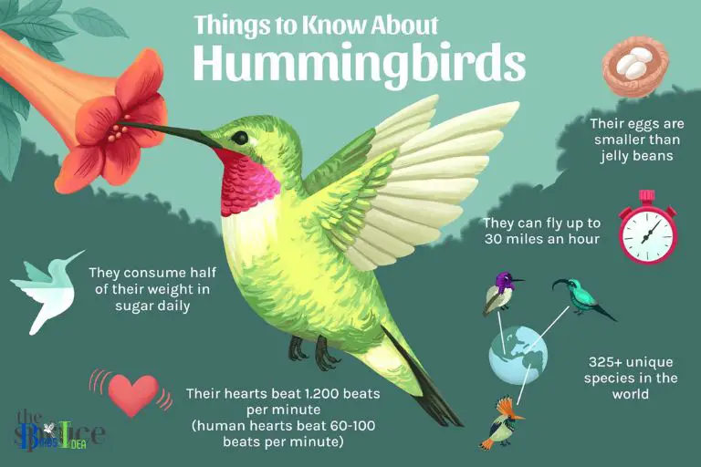 Does Hummingbirds Sense of Smell Help In Their Migrations
