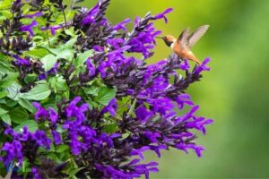 Does Salvia Attract Hummingbirds? Yes, 4 Reasons!
