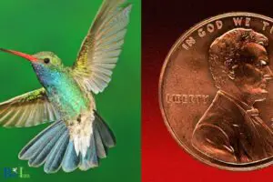 Does A Hummingbird Weigh Less Than A Penny: Yes!