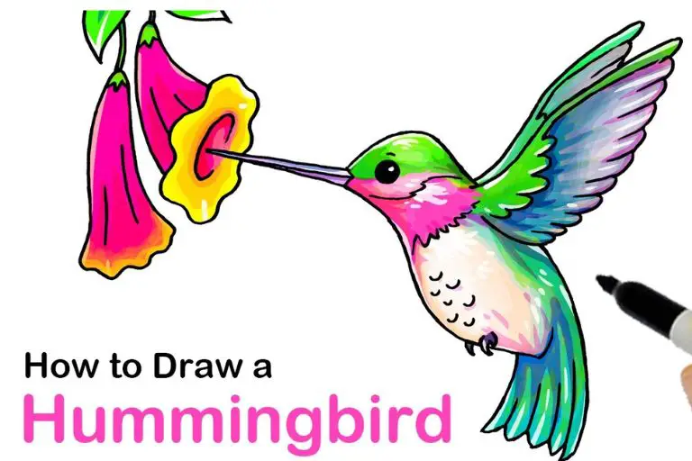 Drawing a Hummingbird Step by Step