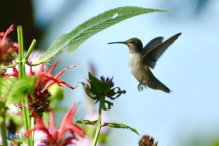 Eating Habits of Hummingbirds in Dreamlight Valley