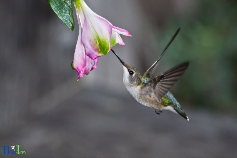 Energy Requirements of Hummingbirds