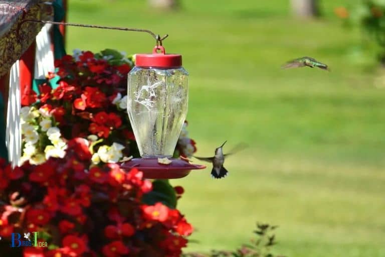 Ensuring Feeders Are Out of Reach of Predators