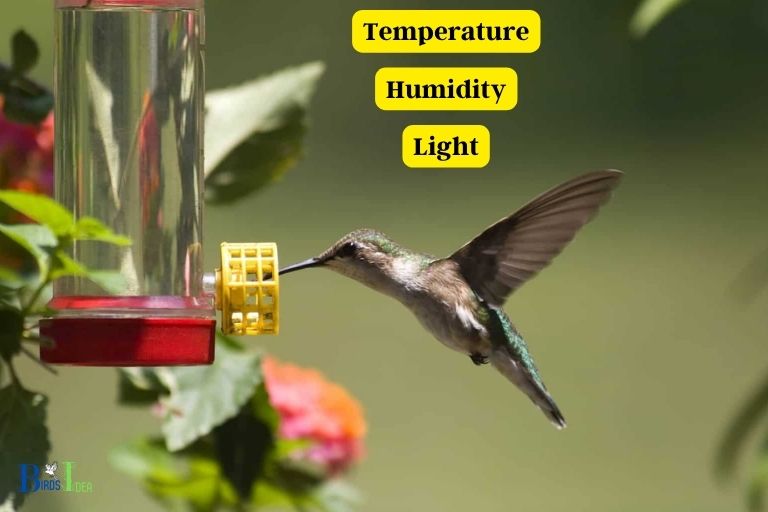 Factors That Affect Placing Out Hummingbird Feeders in Different Parts of the State
