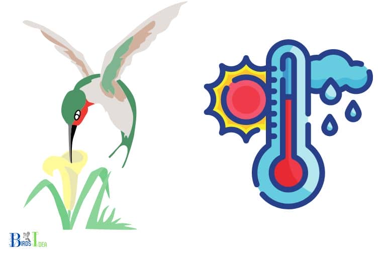 Factors That Affect the Arrival Time of Hummingbirds