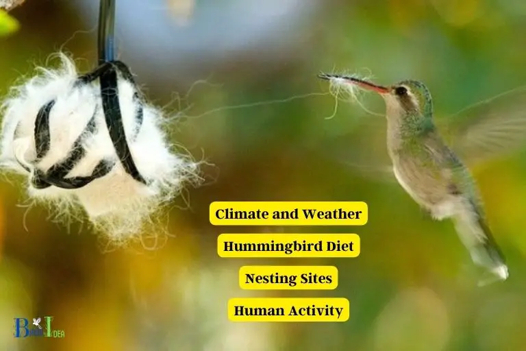 Factors that May Affect Hummingbird Breeding