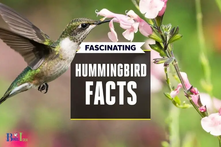 Fascinating Facts About Hummingbirds