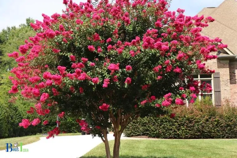Features of Crepe Myrtle