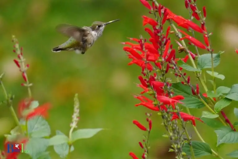Feeding Habits of Hummingbirds in Pennsylvania