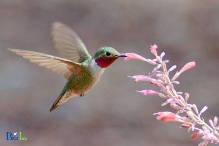 Feeding Habits of the Broad tailed Hummingbird and Ruby throated Hummingbird
