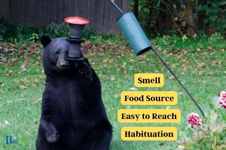 Four Reasons Why Bears Are Attracted To Hummingbird Feeders