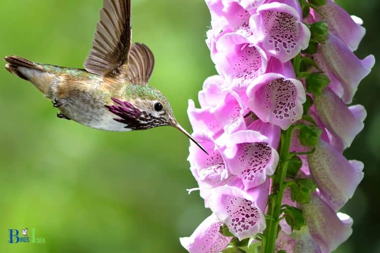 Foxglove