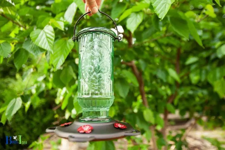 General Timeframes for Placing Out Hummingbird Feeders in Michigan
