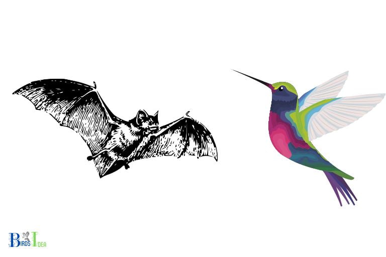 How Are Bats Able to Catch and Consume Hummingbirds